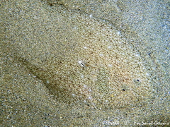 Blackhand Sole photo 1