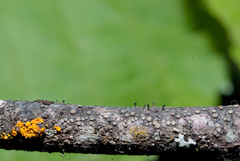 Allocalicium adaequatum