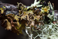 Tuckermanopsis chlorophylla