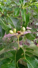 Rauvolfioideae