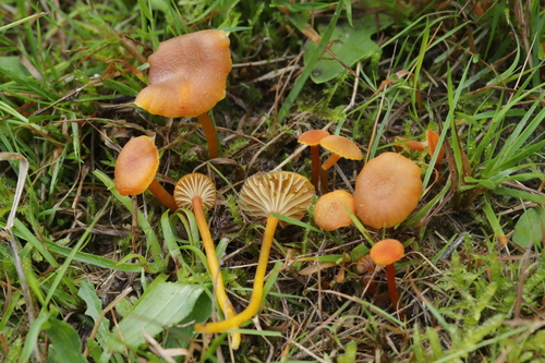 Hygrocybe lepida Arnolds