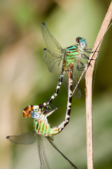 Erpetogomphus eutainia