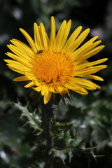 Berkheya macrocephala