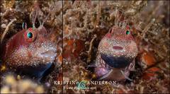 Mimoblennius atrocinctus