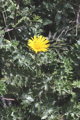 Berkheya macrocephala