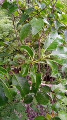 Rauvolfioideae