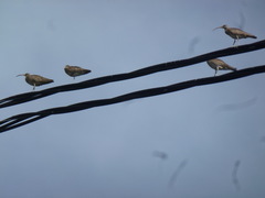 Numenius phaeopus