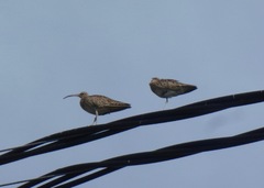Numenius phaeopus