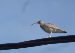 Numenius phaeopus