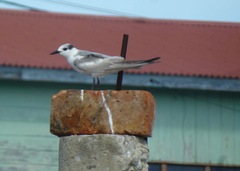 Chlidonias hybrida