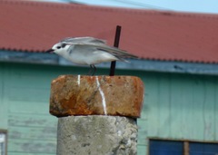 Chlidonias hybrida