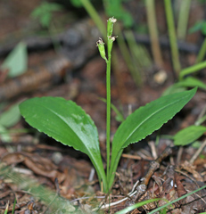 Liparis kumokiri