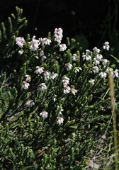 Erica thodei