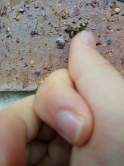Castiarina octospilota