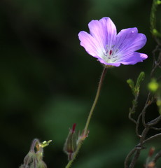 Geranium schlechteri