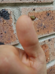 Castiarina octospilota