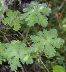 Geranium schlechteri