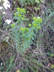 Euphorbia crenulata