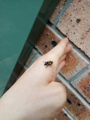 Castiarina octospilota