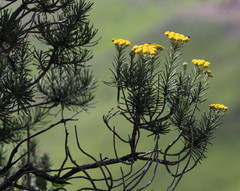 Inulanthera thodei