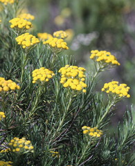 Inulanthera thodei