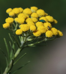 Inulanthera thodei