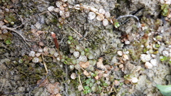 Epilobium komarovianum