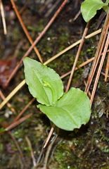Liparis kumokiri