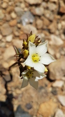 Gentianella montana montana