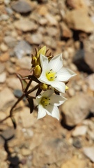 Gentianella montana montana