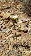 Gentianella montana montana