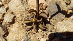 Gentianella montana montana
