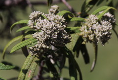 Buddleja loricata