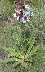 Berkheya purpurea