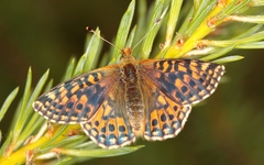 Boloria aquilonaris