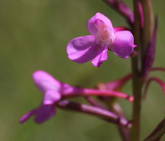 Disa oreophila erecta