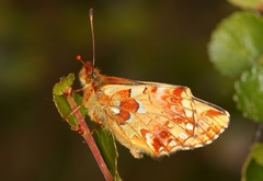 Boloria aquilonaris