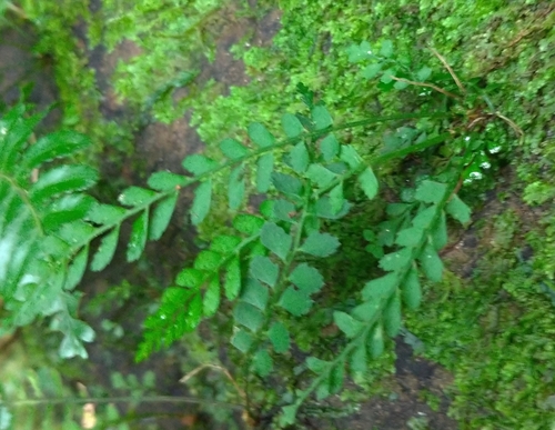 Polystichum yaeyamense iNat (2)