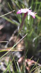 Dianthus basuticus
