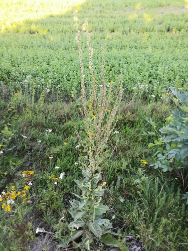White Mullein