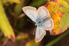 Aricia nicias