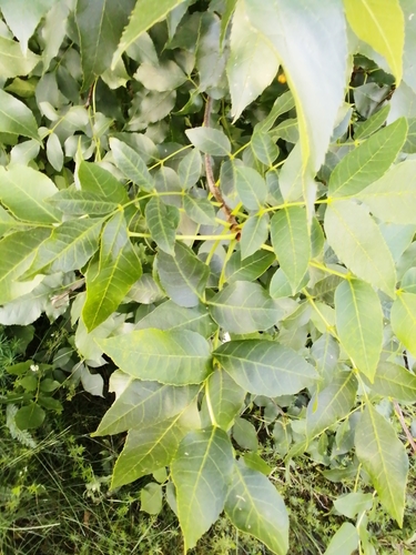green ash