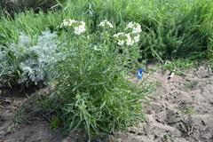 Erysimum franciscanum