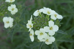 Erysimum franciscanum