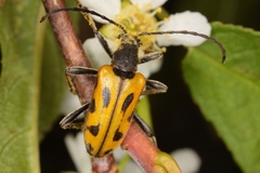 Brachyta interrogationis