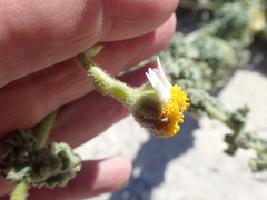 Perityle crassifolia