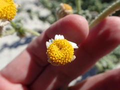 Perityle crassifolia
