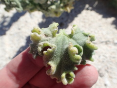 Perityle crassifolia