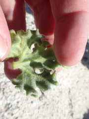Perityle crassifolia