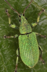 Phyllobius maculicornis